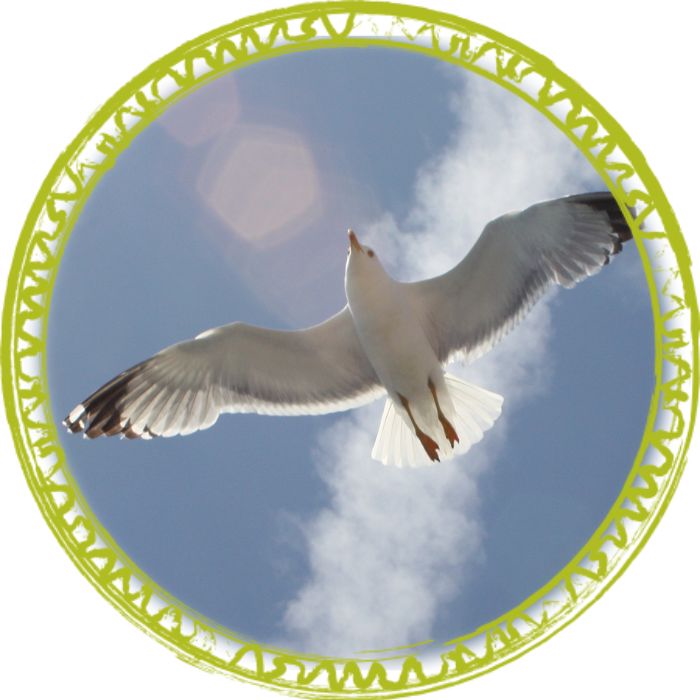 Eine Möwe, die vor dem blauen Himmel fliegt. Leichtigkeit durch Psychostherapie nach dem Heilpraktikergesetz. Über Christina Pielken.