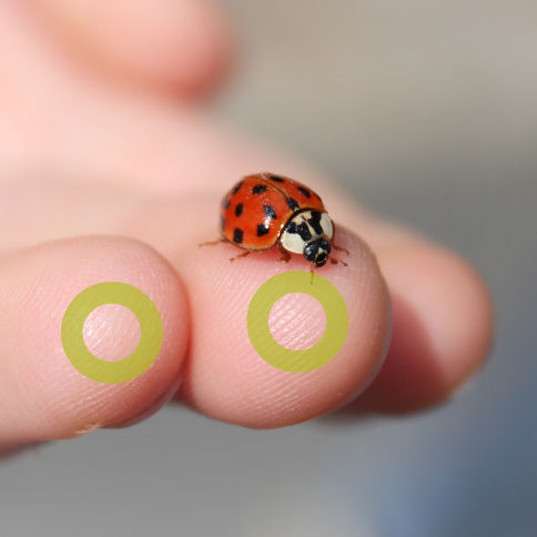 Ein Marienkäfer sitzt auf dem Mittelfinger. Mittel- und Ringfinger sind mit einem grünen Kreis markiert.