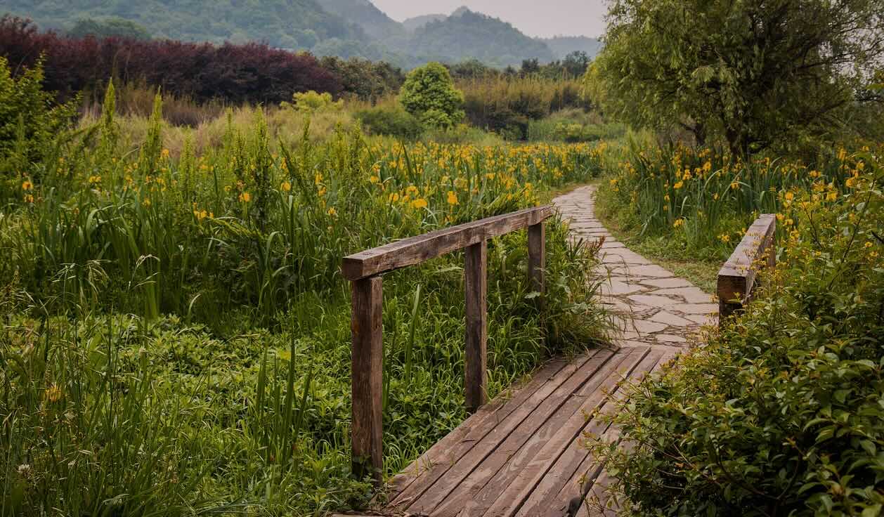 Eine Holzbrücke in der Natur, Outdoor unterwegs mit Naturtherapie in der Praxis Christina Pielken München